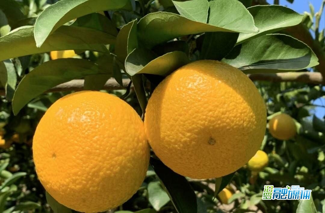 橘柚垂枝，汨罗九雁村四季产业“流金淌蜜” 