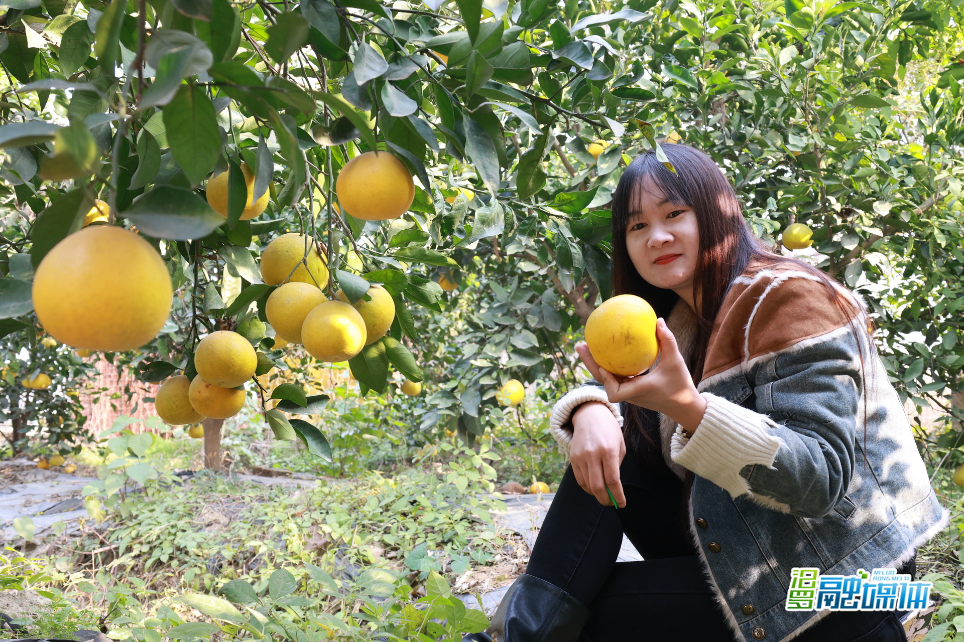 冬日“柚”惑 ！汨罗镇的黄金葡萄柚进入采摘季