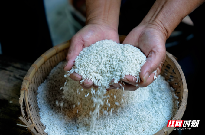 【红网时刻】乡行“曼”记丨组图：一粒米的甜蜜蜕变