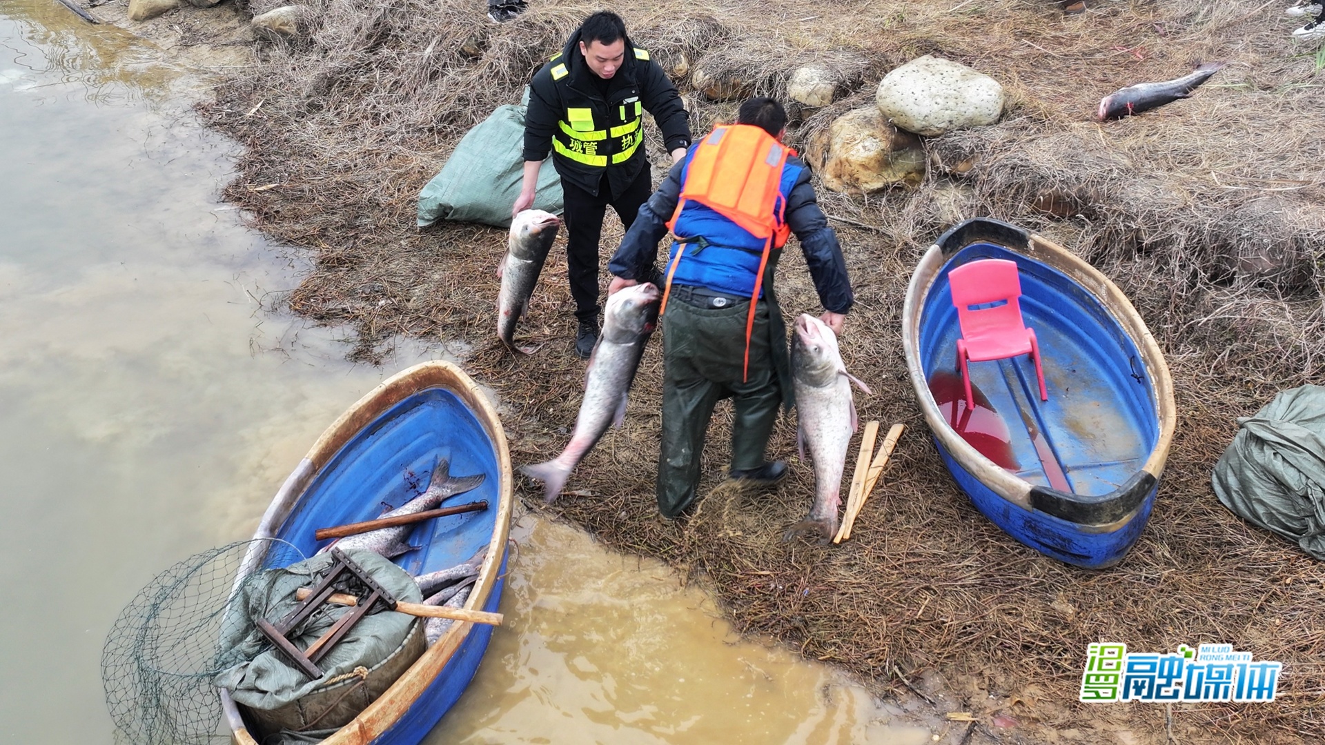 2000斤鲜鱼“上岸”！汨罗屈子生态湿地公园冬捕丰收，今明两晚暖心鱼汤免费喝