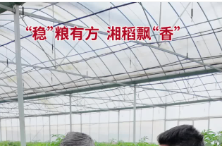 “稳”粮有方，湘稻飘“香”——记“全省担当作为优秀干部”李稳香