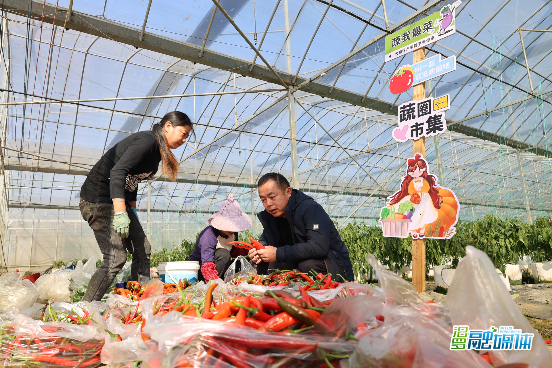 汨罗：“棚”友圈扩容，“共富大棚”绘就乡村新景