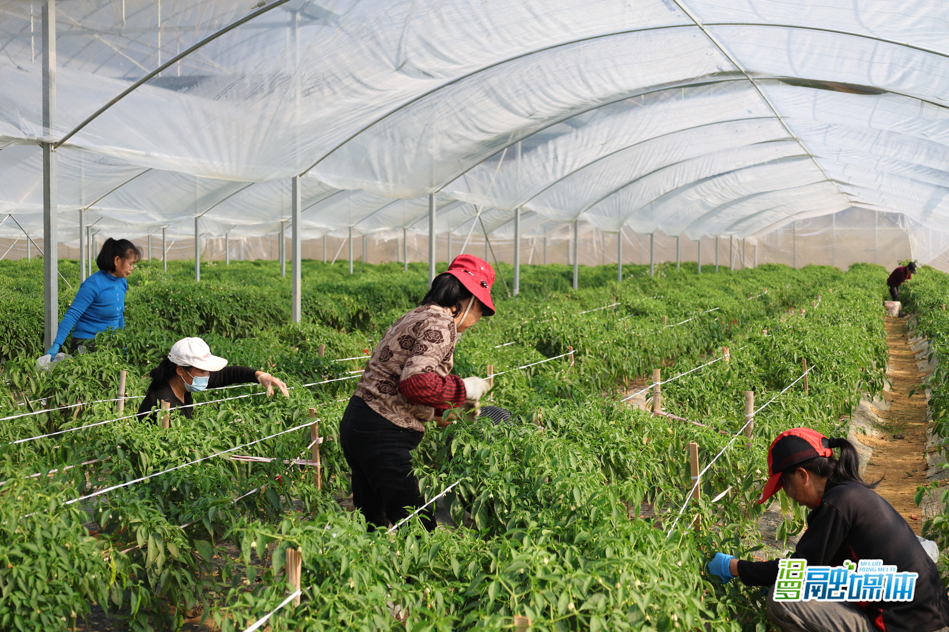 辣椒喜丰收，工资当日结！汨罗三江智峰村村民笑开颜