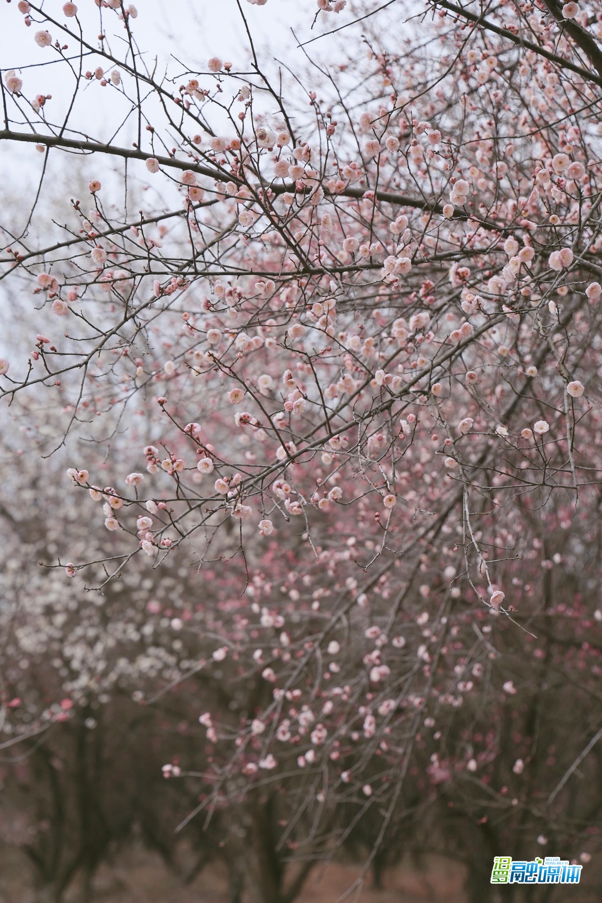 半月花期，莫负梅韵！汨罗川山燕塘村的冬日限定“香雪海”已上线