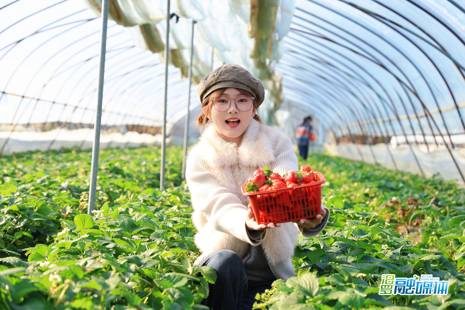 周末去哪？汨罗这片草莓园已备好冬日的甜蜜！