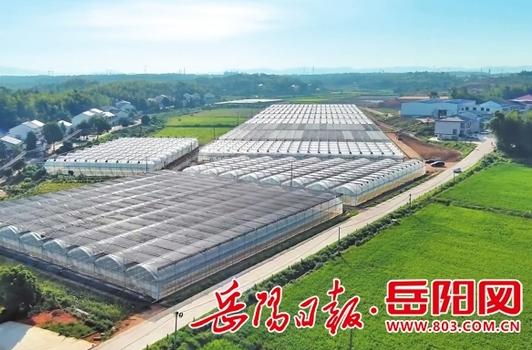 【岳阳日报】冬日辣椒红，棚内四季春 汨罗盘活闲置大棚 打造乡村振兴“聚宝盆”