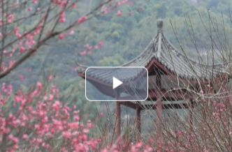 【新湖南】半月花期，莫负梅韵！汨罗川山燕塘村的冬日限定“香雪海”已上线
