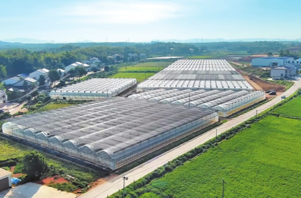 【学习强国】区县新闻丨冬日辣椒红，棚内四季春！汨罗盘活闲置大棚打造乡村振兴“聚宝盆”