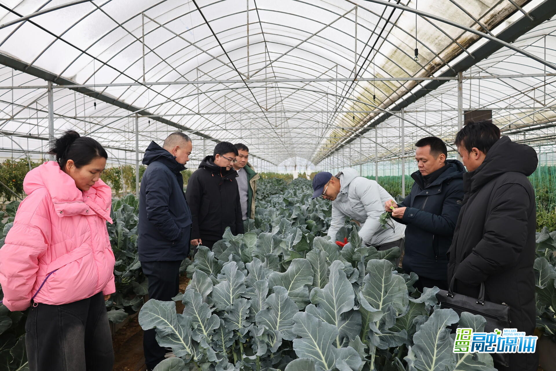 户外零下2℃大棚内9℃！汨罗“棚中棚”守护冬日“菜篮子”