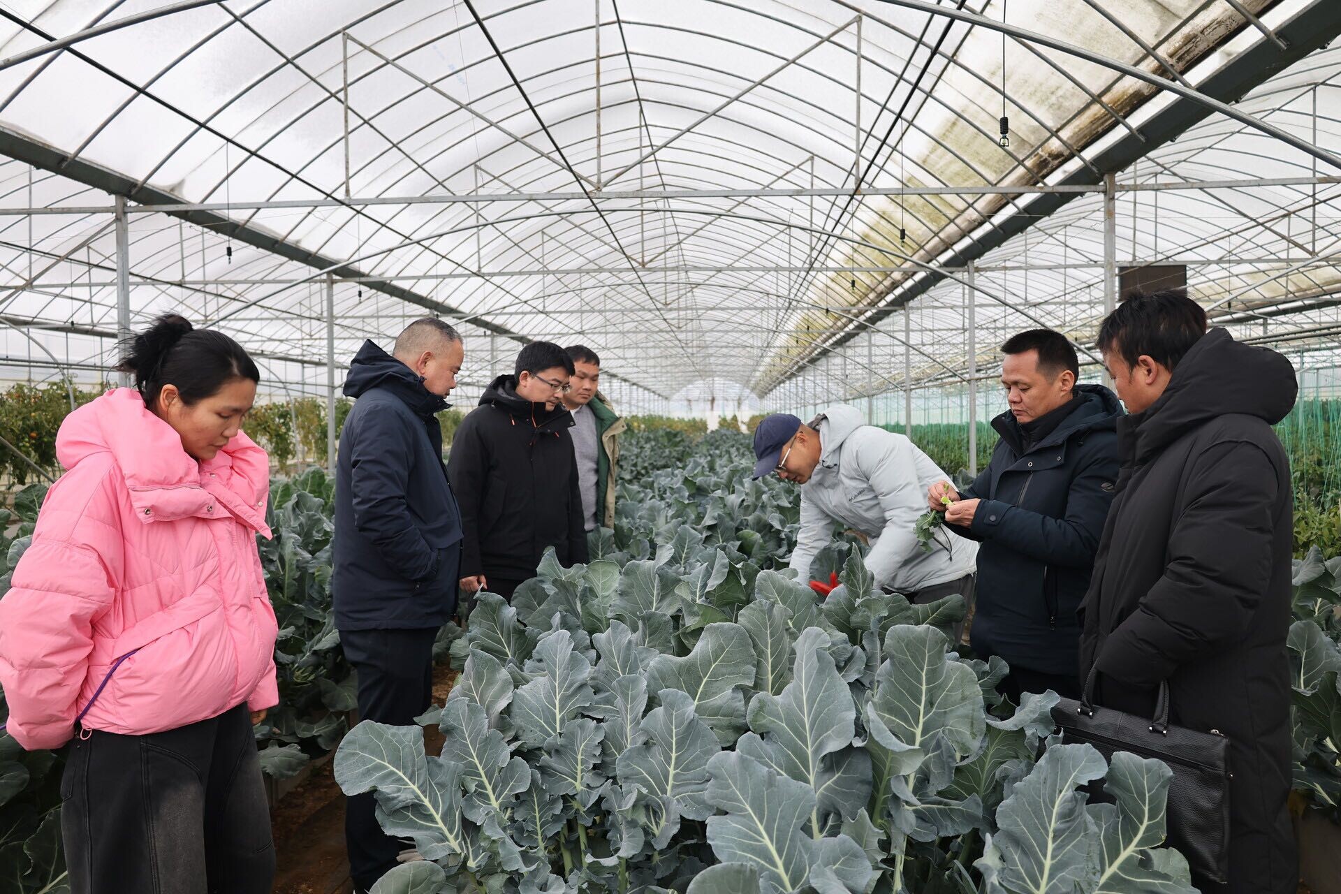 户外零下2℃大棚内9℃！汨罗“棚中棚”守护冬日“菜篮子”