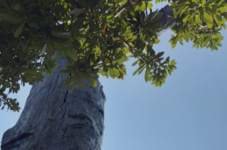 【学习强国】百灵丨沉睡三千载，乌木在汨罗“重生”