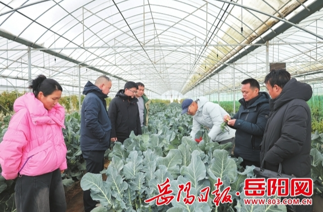 【岳阳日报】汨罗市：“棚中棚”加科技“暖房”：寒潮中守护“菜篮子”
