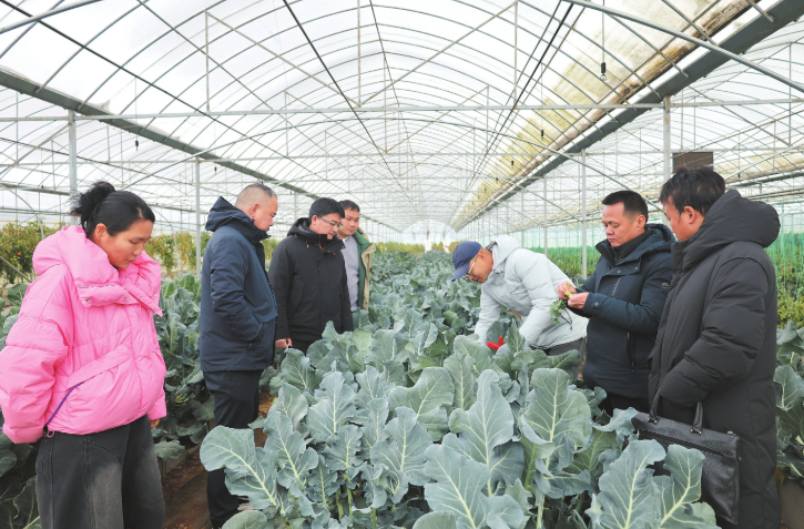 【学习强国】区县新闻丨汨罗市：专家下沉科技护航 “棚中棚”硬核防寒保供