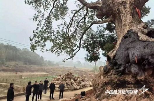 【中国经济新闻联播】汨罗创新古树救治模式 14株濒危古树“转危为安”获新生