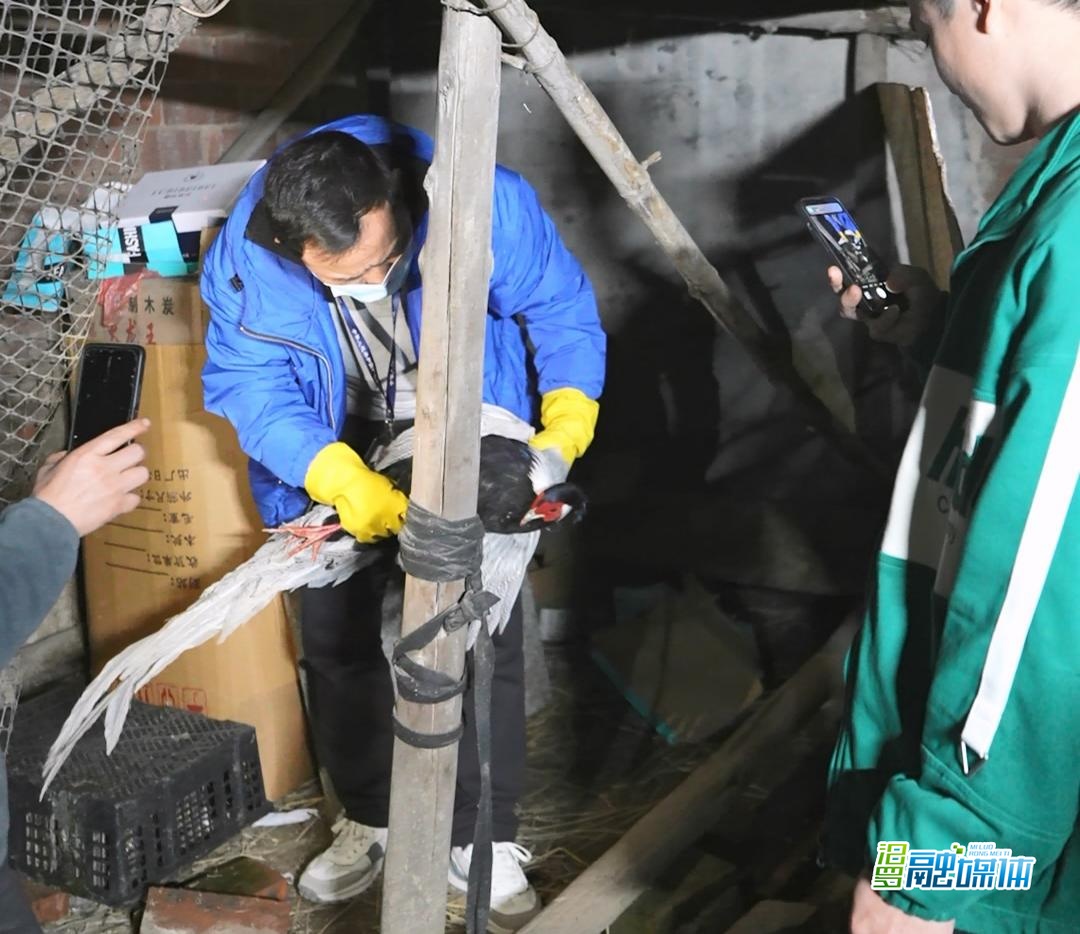 意外来客！汨罗村民家中飞入国家二级保护动物白鹇