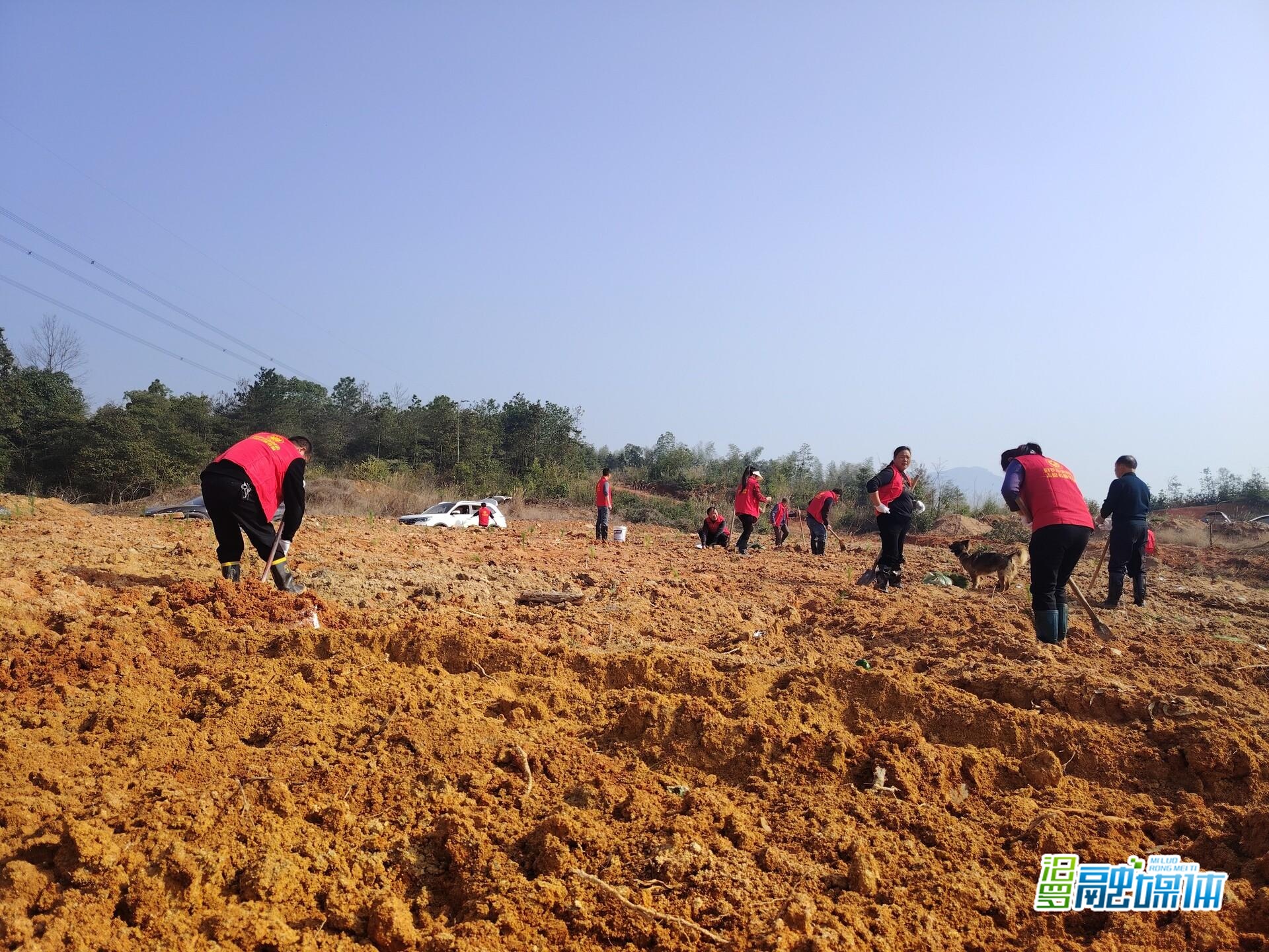 党建红引领生态绿 弼时镇湄江村开展党员义务植树活动