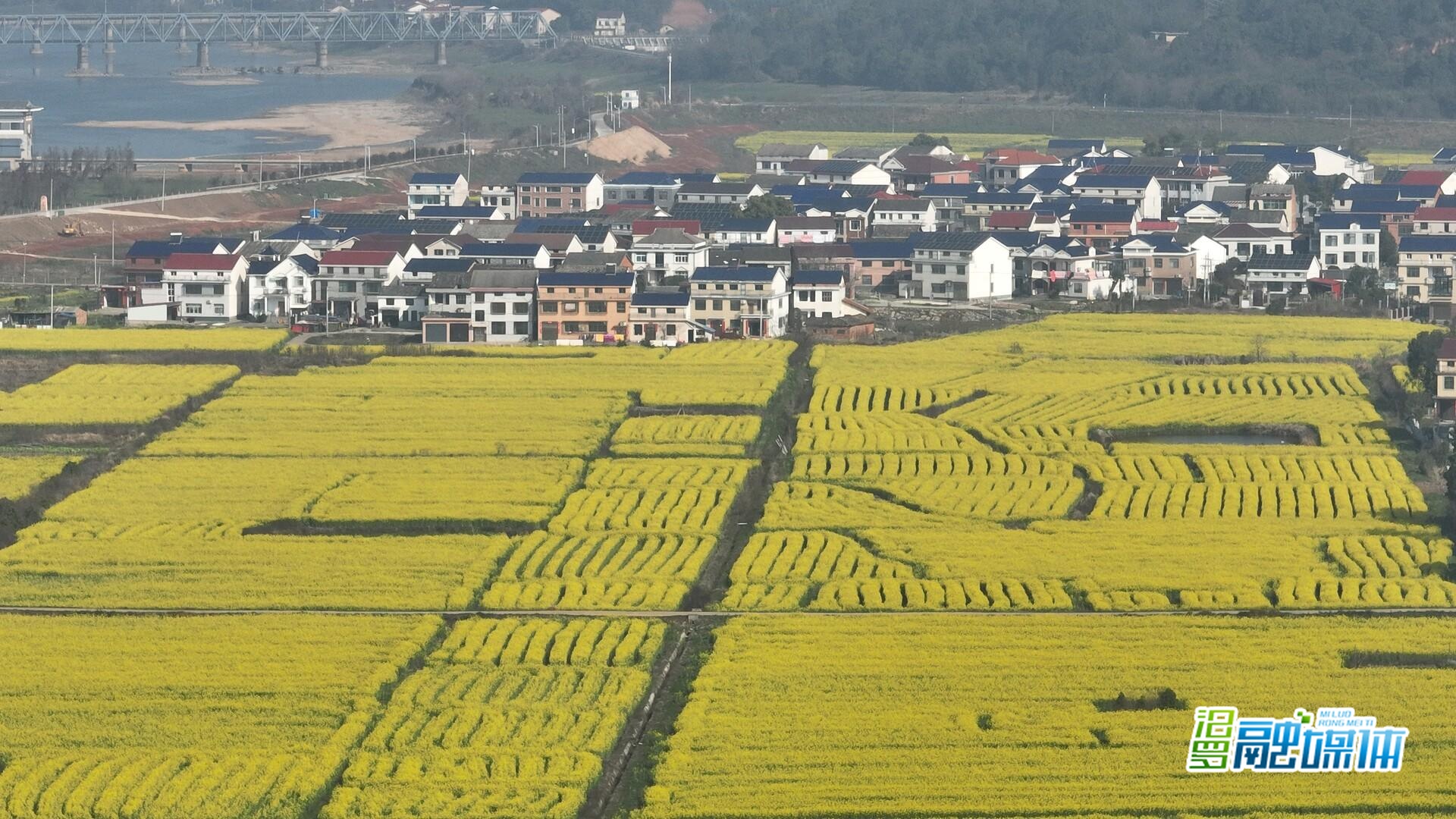 汨罗市罗江镇：金色花海醉春风 油菜花开迎客来