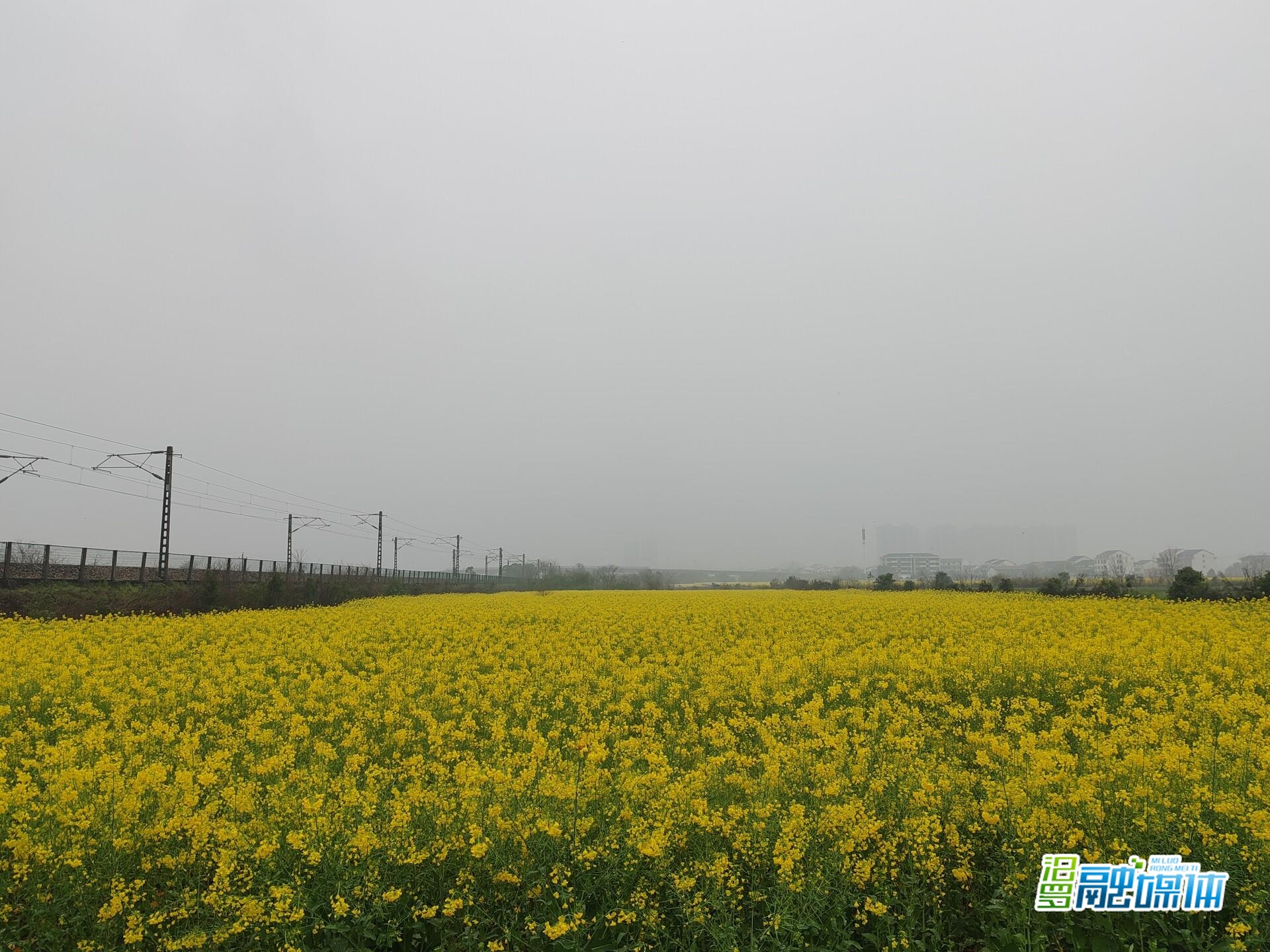 汨罗古培镇：千亩油菜花开 绘就春日增收画卷