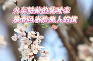 【学习强国】百灵丨汨罗紫叶李廊道：出站即见春