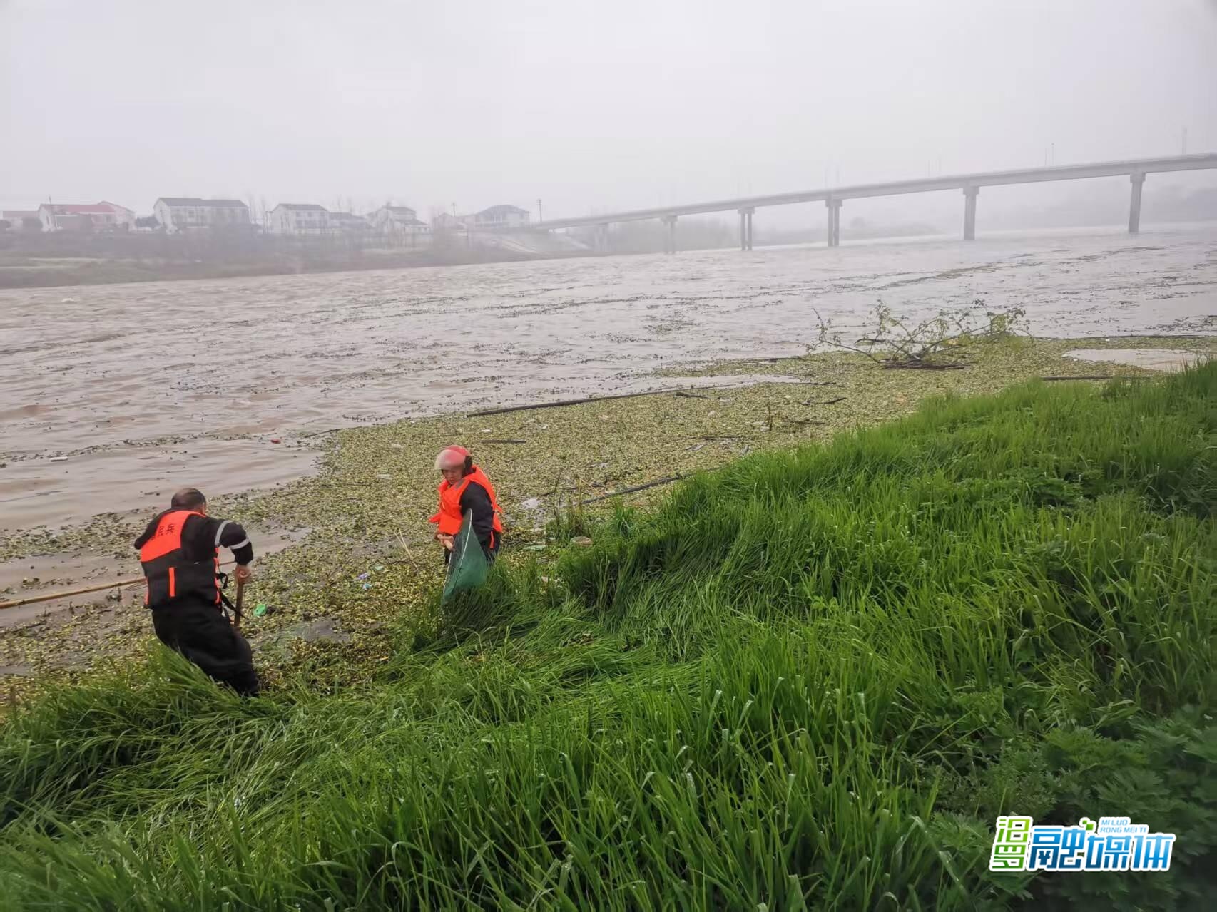 长乐镇开展水葫芦清理行动