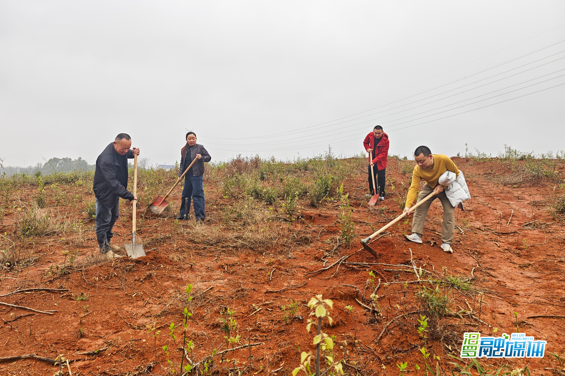 新市街道：水土流失地种下新绿，为“世界水日”添彩