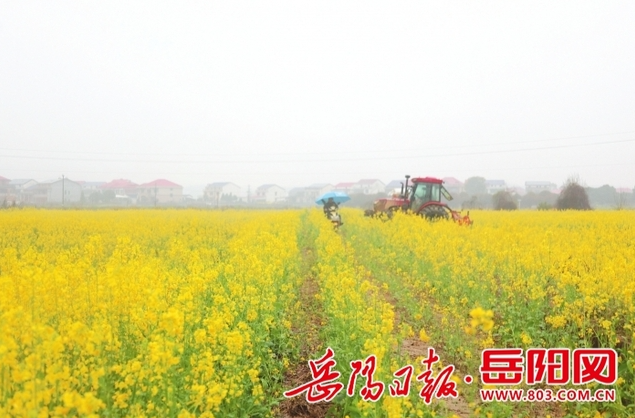 【岳阳日报】汨罗春耕“翻”出新花样