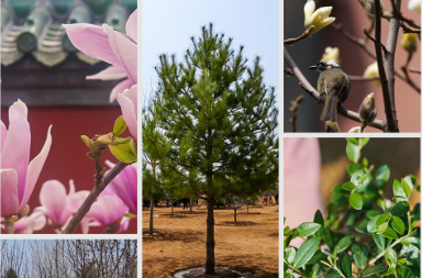 时政新闻眼丨在首都义务植树活动现场，习近平强调这件利国利民的大事