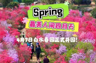 【学习强国】百灵丨汨罗：四月花海，等你赴一场春天的约会！