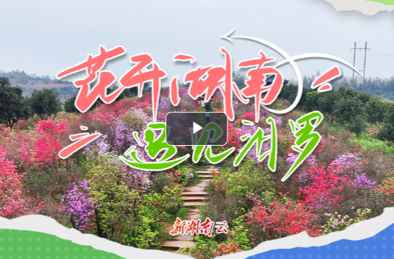 【新湖南】花开湖南⑩｜遇见汨罗：春风尽染映山红