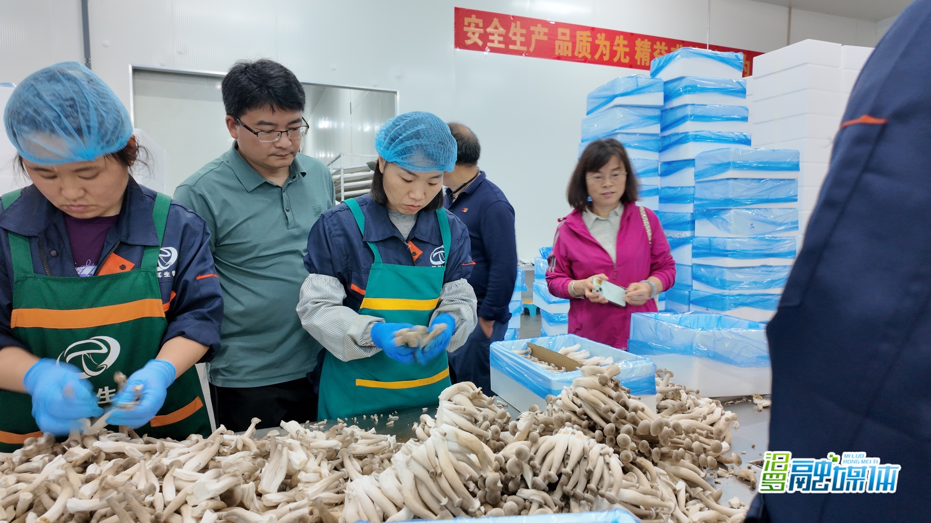 专家进棚“开方”，农户心里“有底”！省蔬菜专家来汨罗指导大棚综合利用