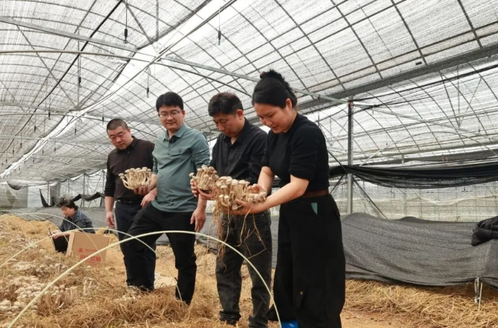【学习强国】乡村振兴丨0.1元废菌包“再上岗”！汨罗蹚出鹿茸菇“生金”新路子