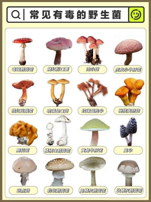 管住嘴不猎奇！汨罗疾控提醒：勿采勿食毒蘑菇，别让尝鲜变成尝“险”  