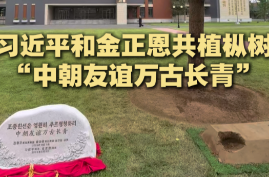 近镜头｜习近平和金正恩共植枞树