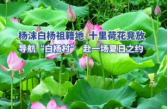 【学习强国】百灵丨汨罗市：万顷青碧一点霞