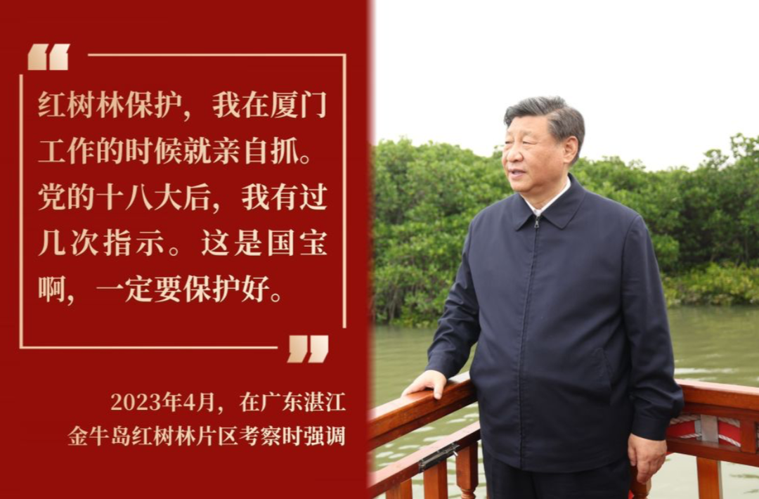 镜观·回响｜守护红树林 中国在行动