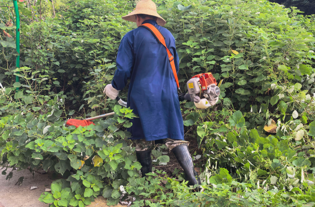 除草、清杂、消杀……归义社区这场环境整治热火朝天