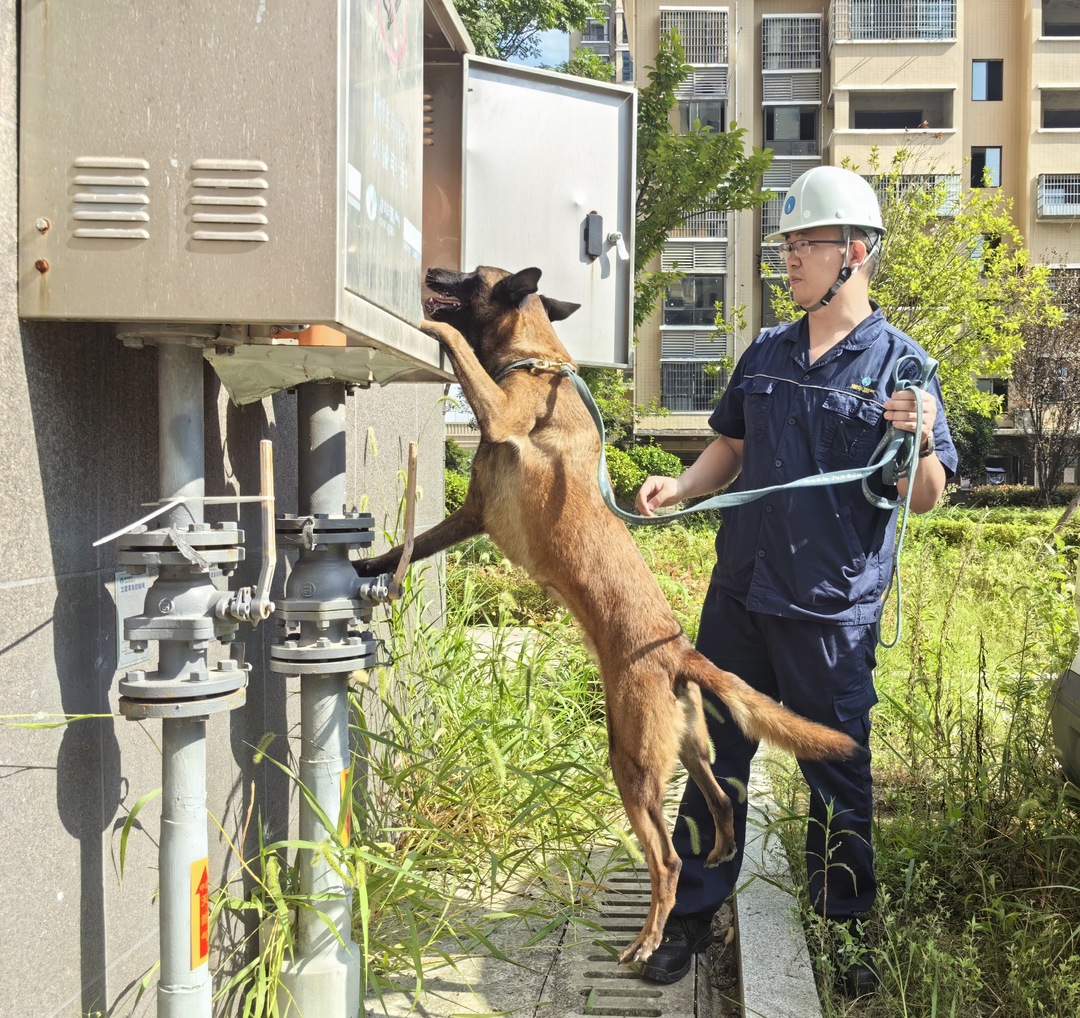 车犬联动！汨罗港华给250余公里燃气管网做“体检”