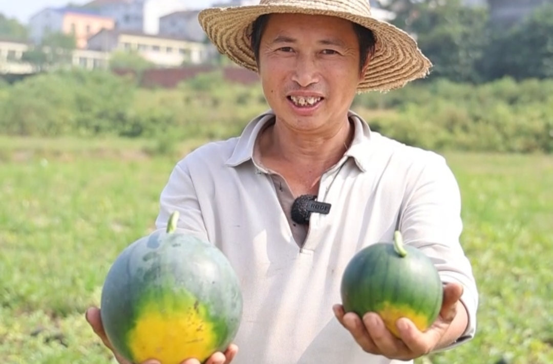 汨罗大荆镇秋西瓜熟了，好红好甜好好吃