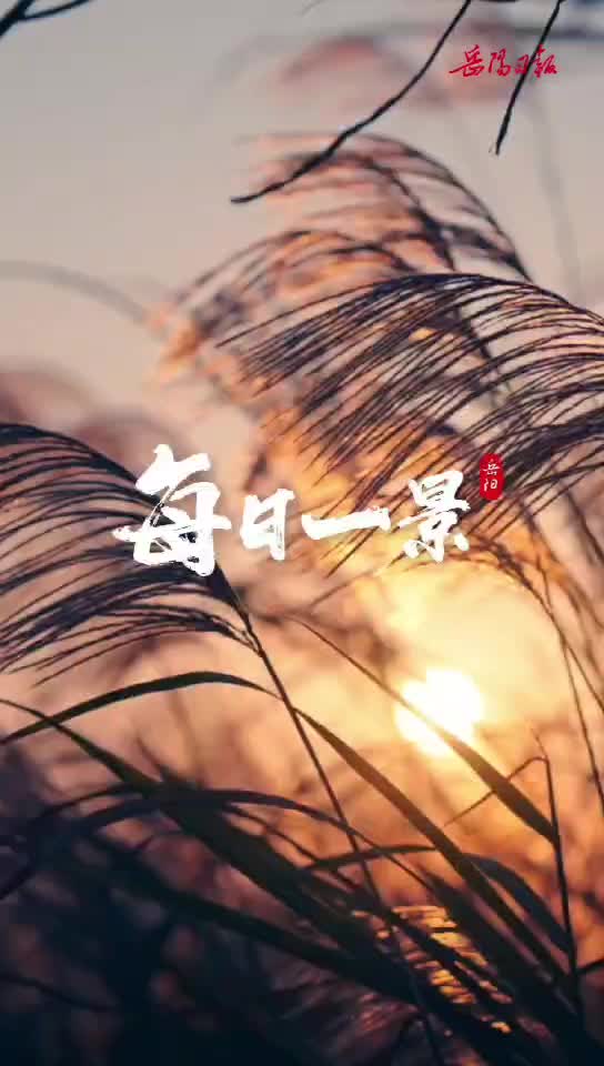 第四届湖南旅游发展大会丨君山芦苇千般态，艺术之花绽洞庭