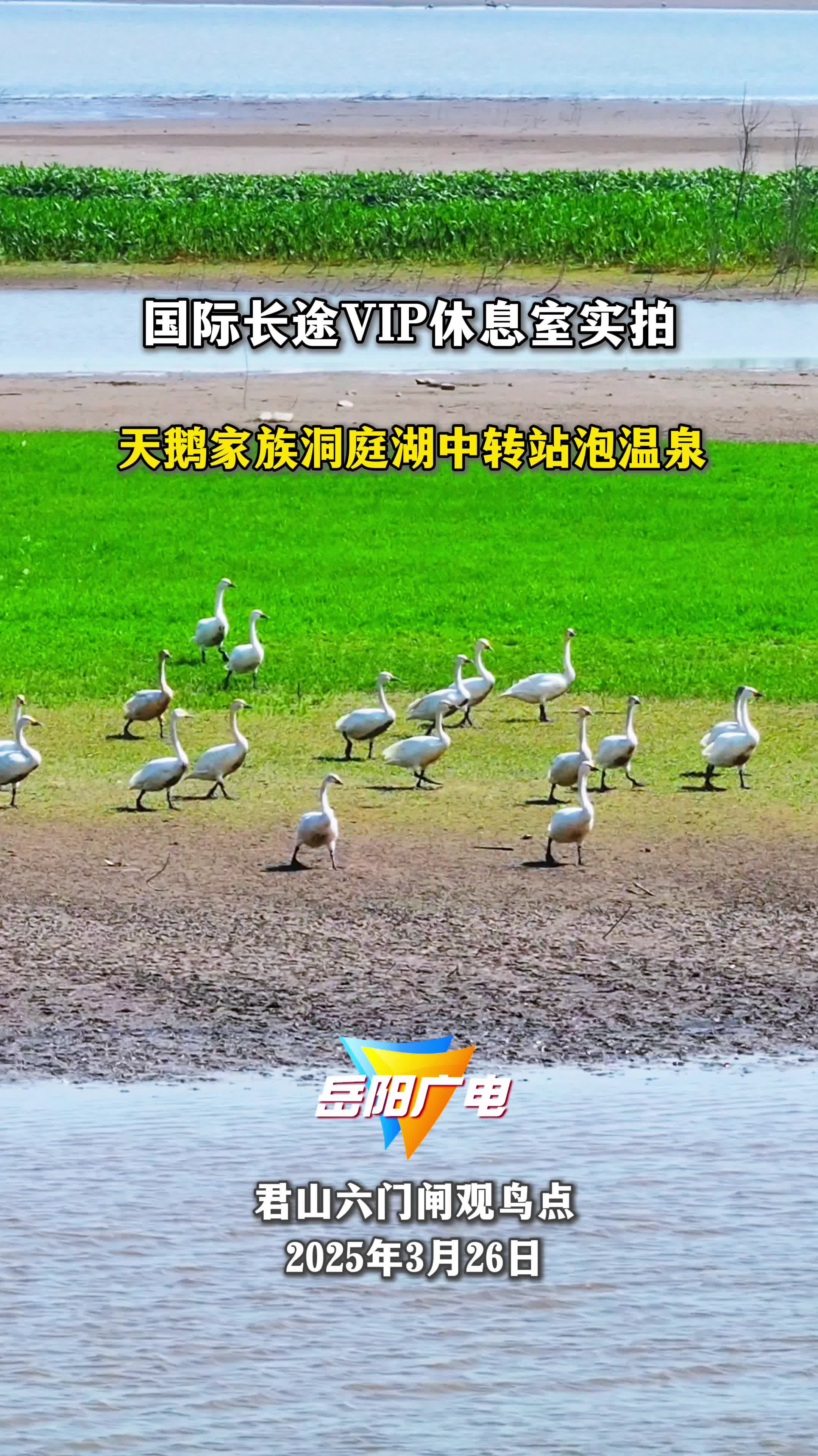 第四届湖南旅游发展大会丨“国际长途VIP休息室”实拍，天鹅家族洞庭湖中转站泡温泉。
