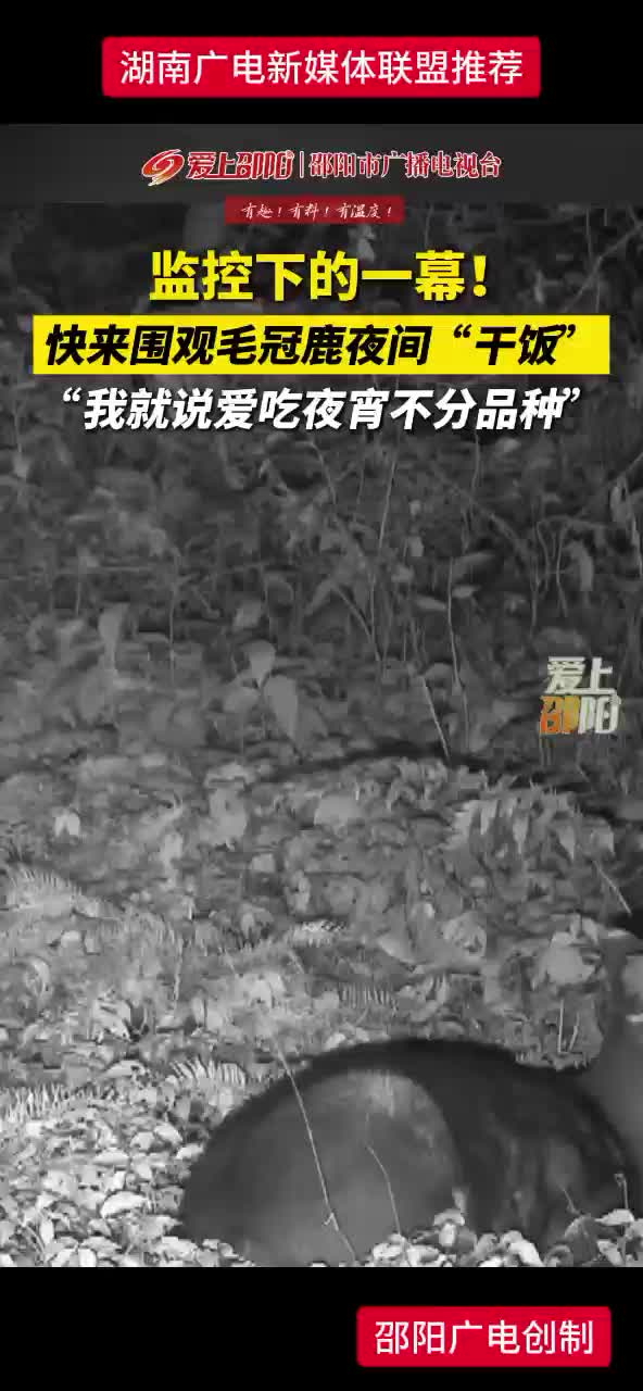 监控下的一幕！快来围观毛冠鹿夜间“干饭”