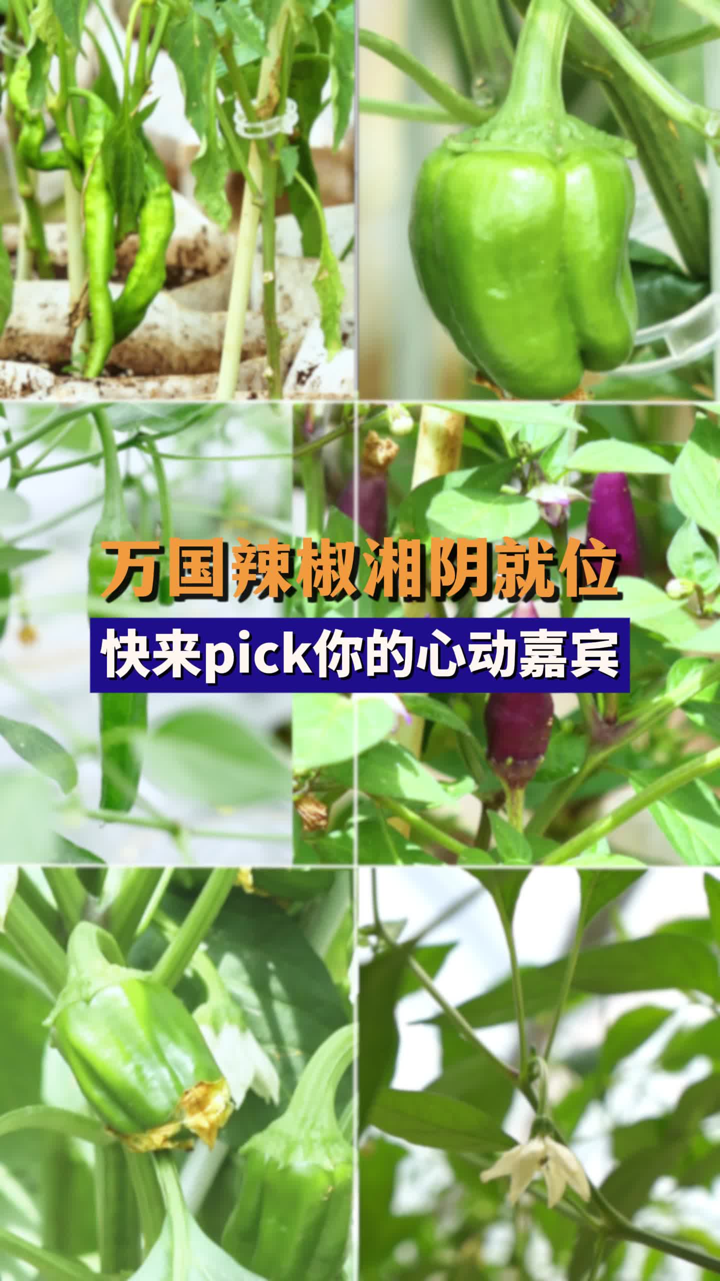 第四届湖南旅游发展大会丨万国辣椒湘阴就位 快来pick你的心动嘉宾