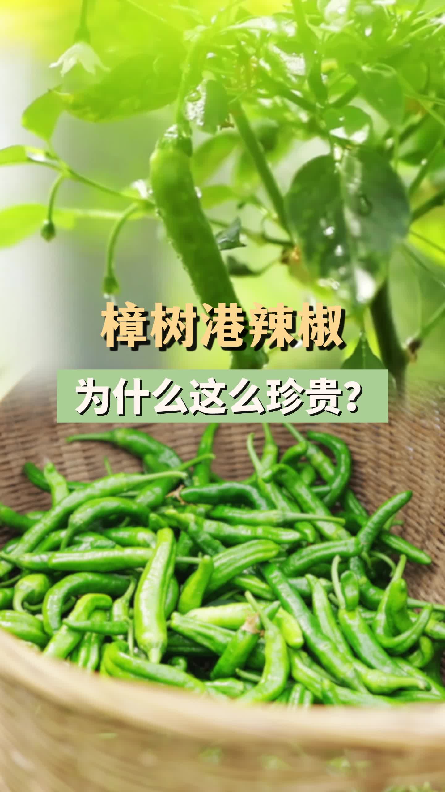 第四届湖南旅游发展大会丨樟树港辣椒为什么这么珍贵？