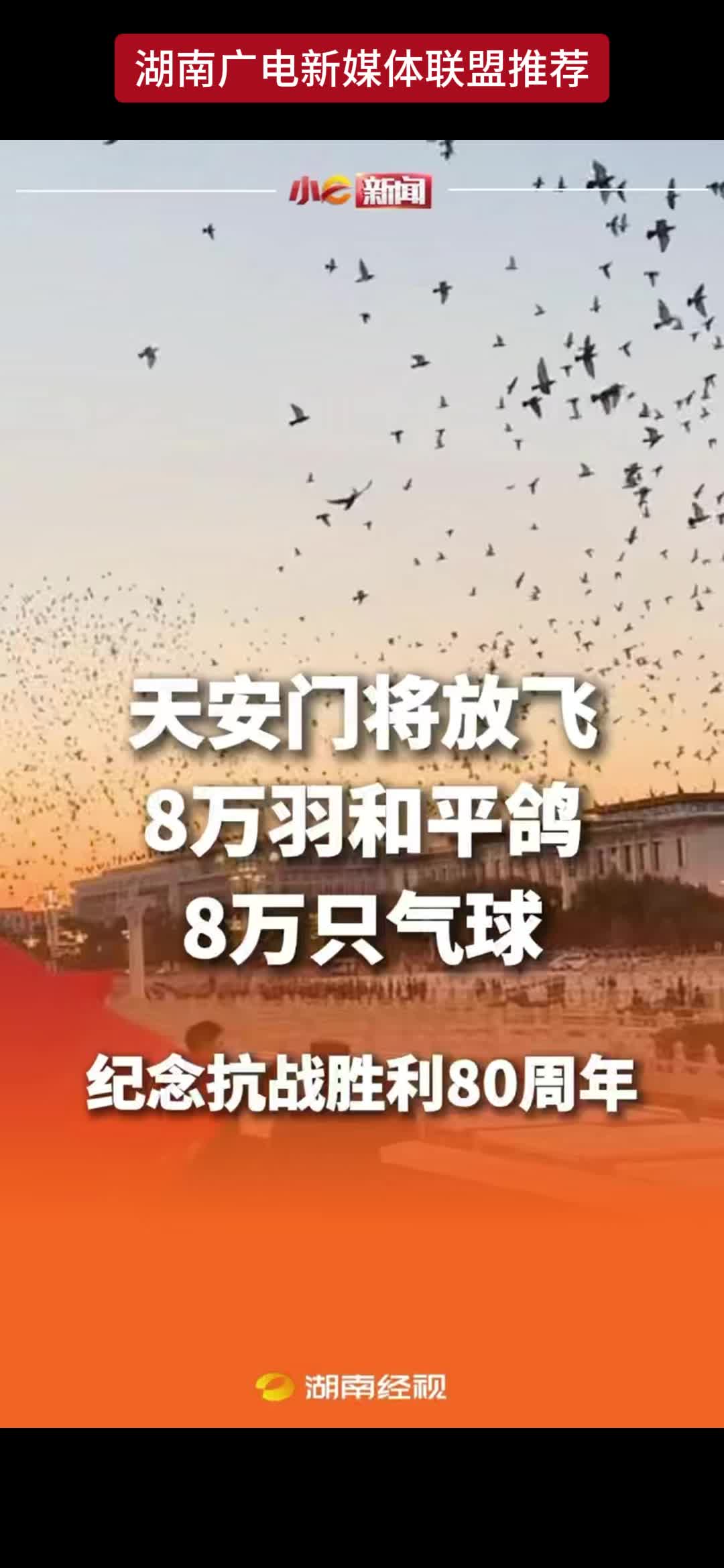 纪念抗战胜利80周年 8万羽和平鸽与8万只气球将同时腾空 和平鸽全部来自北京市10个区的鸽友们