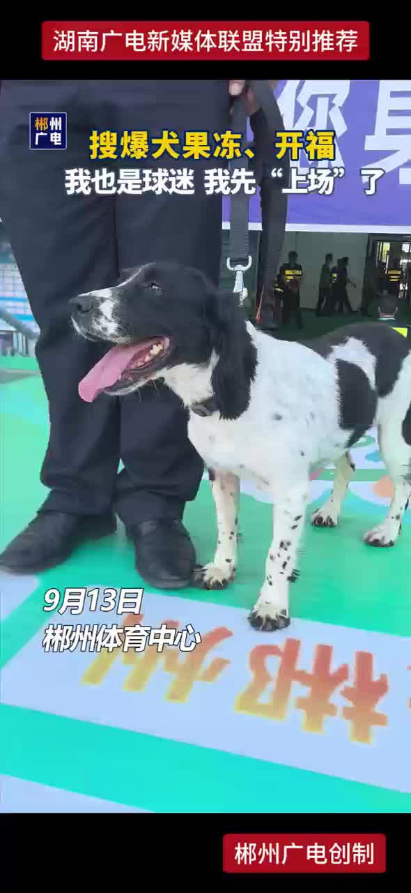 搜爆犬果冻、开福 我也是球迷 我先“上场”了