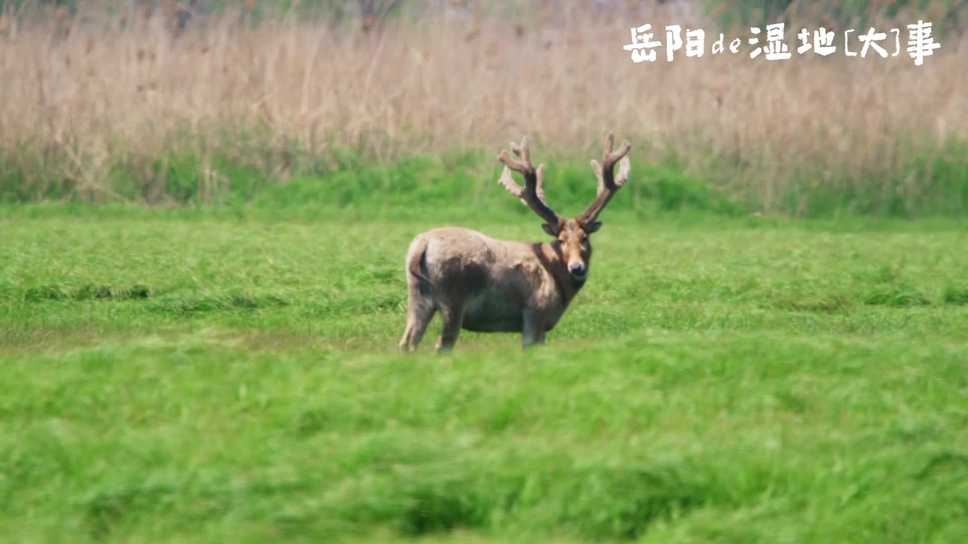 湿地岳阳，生命飞扬。