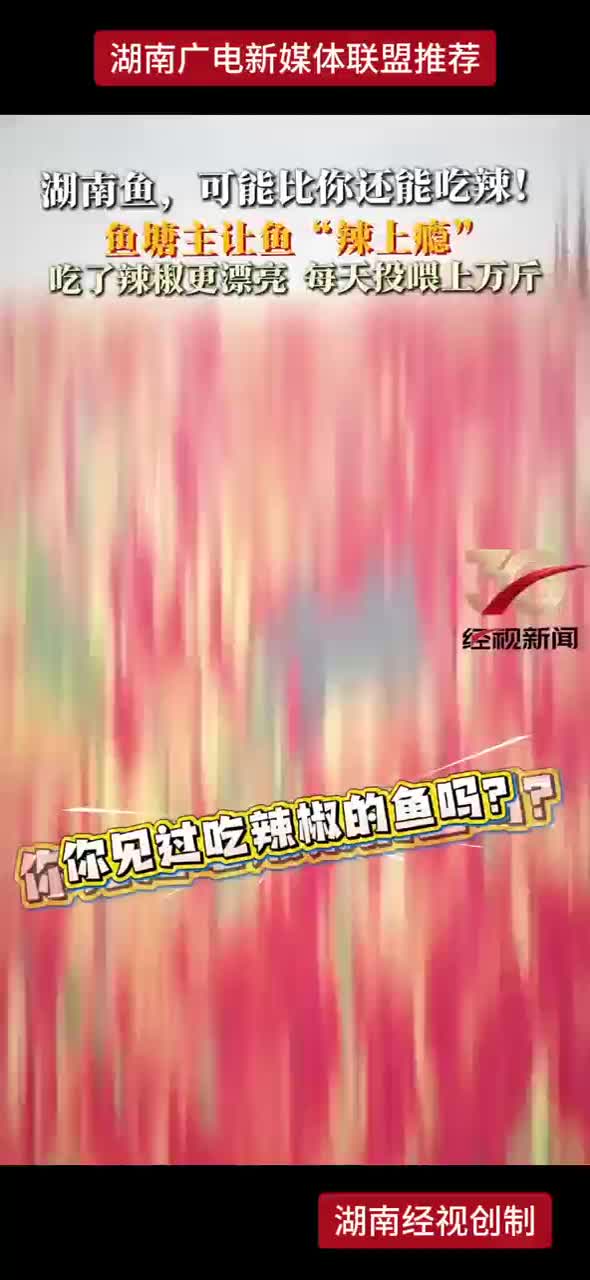 湖南鱼，可能比你还能吃辣！鱼塘主让鱼“辣上瘾” 吃了辣椒更漂亮 每天投喂上万斤