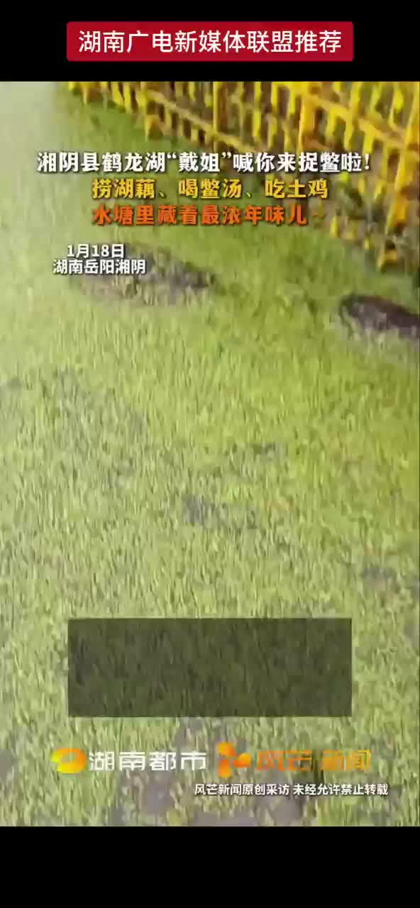 湘阴县鹤龙湖“戴姐”喊你来捉鳖啦！捞湖藕、喝鳖汤、吃土鸡 水塘里藏着最浓年味儿~