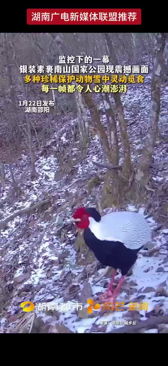 监控下的一幕 银装素裹南山国家公园现震撼画面 多种珍稀保护动物雪中灵动觅食 每一帧都令人心潮澎湃
