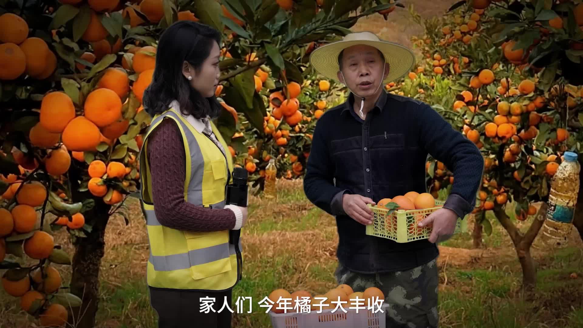 网络普法情景剧 | “李鬼”现形记